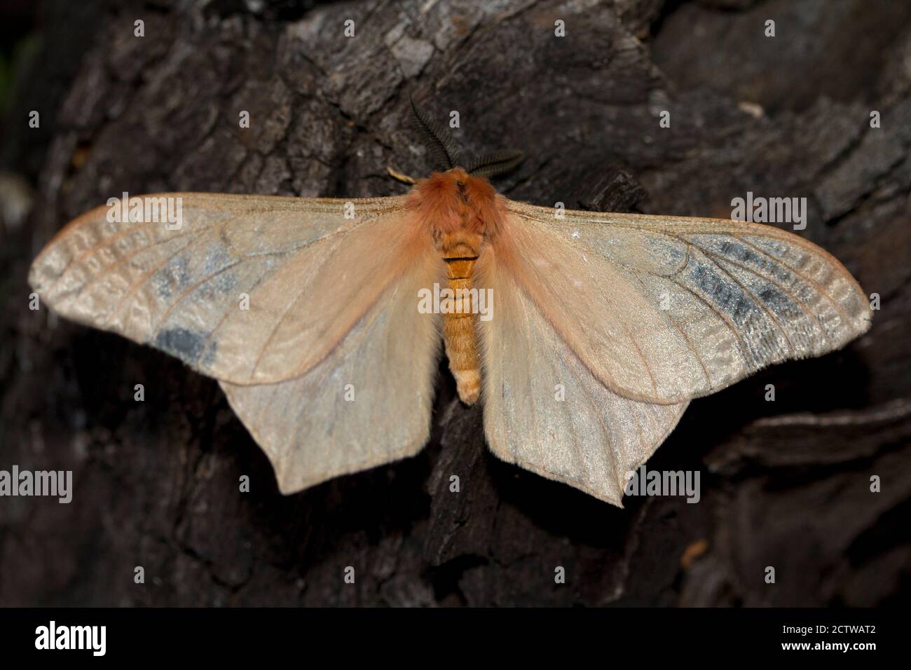 A large and widespread moth, the Pallid Emperor is often attracted to lights at night-time. The male has short-tailed hind wings and a hooked forewing Stock Photo