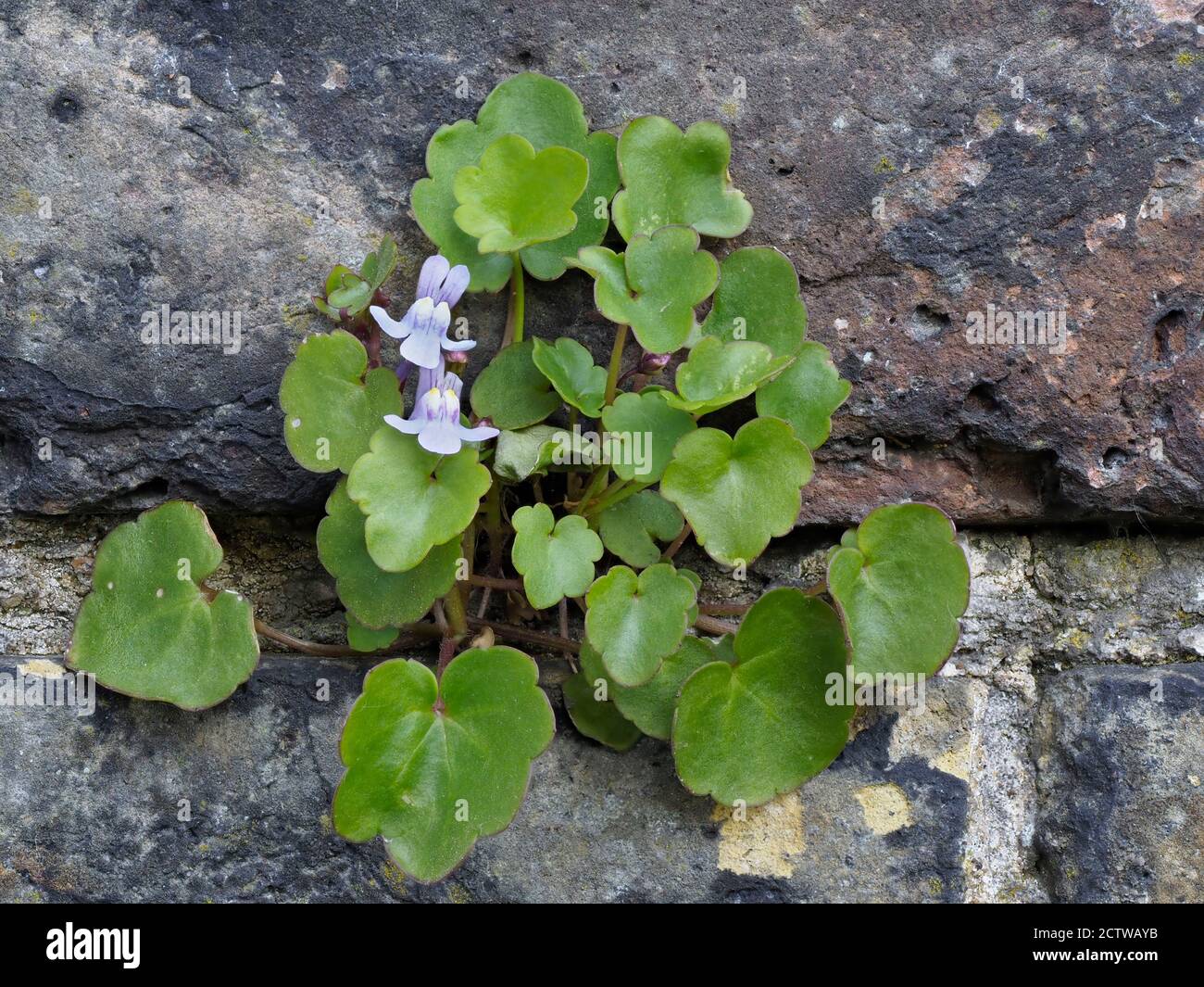 Ivy-leaved toadflax (Cymbalaria muralis) growing in stone wall, Kent UK, Stacked Focus Image Stock Photo