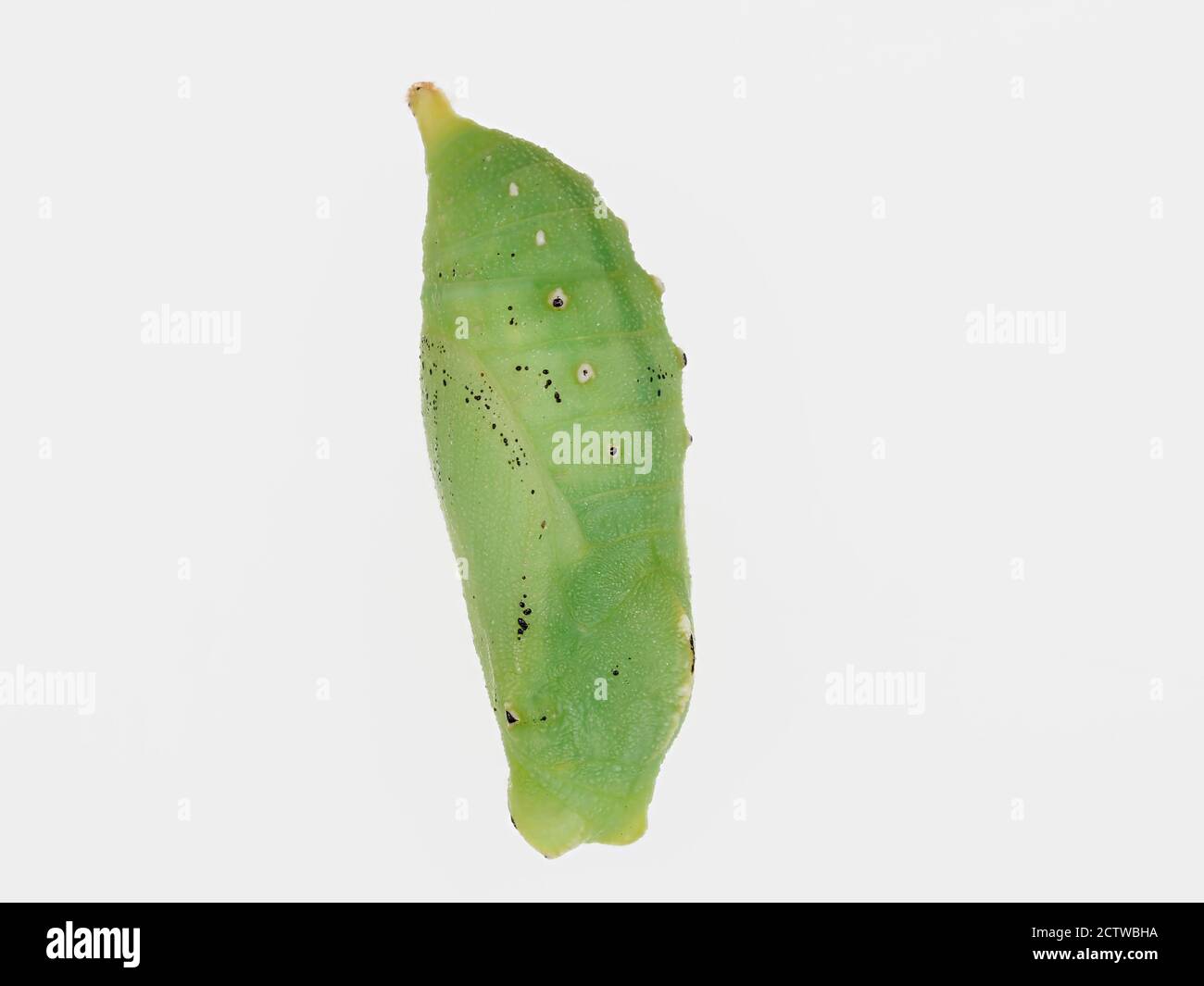 Pupa Wall Butterfly, (Lasiommata megera), Iberian form, Kent UK, on white background, Stacked Focus Image Stock Photo