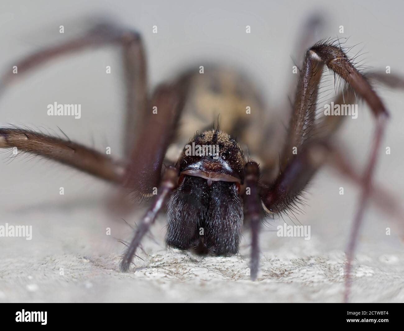 House Spider (Tegenaria domestica) close up of face and maindibles, on patio in garden, Kent UK, stacked focus image Stock Photo