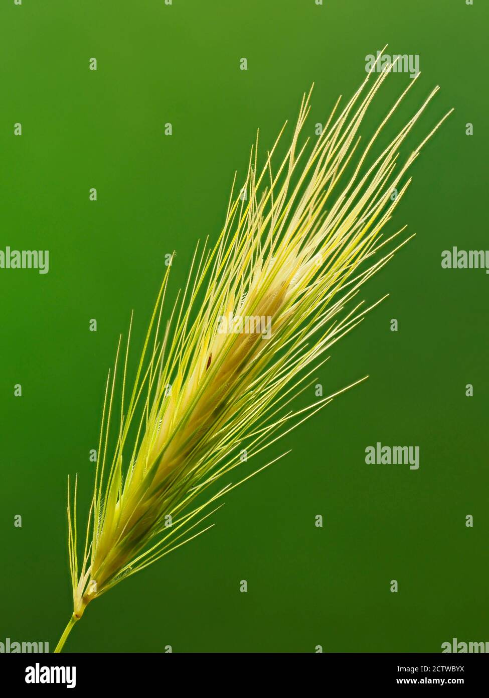 Wall barley or false barley (Hordeum murinum) awned ears, Kent, UK, Stacked Focus Image Stock Photo