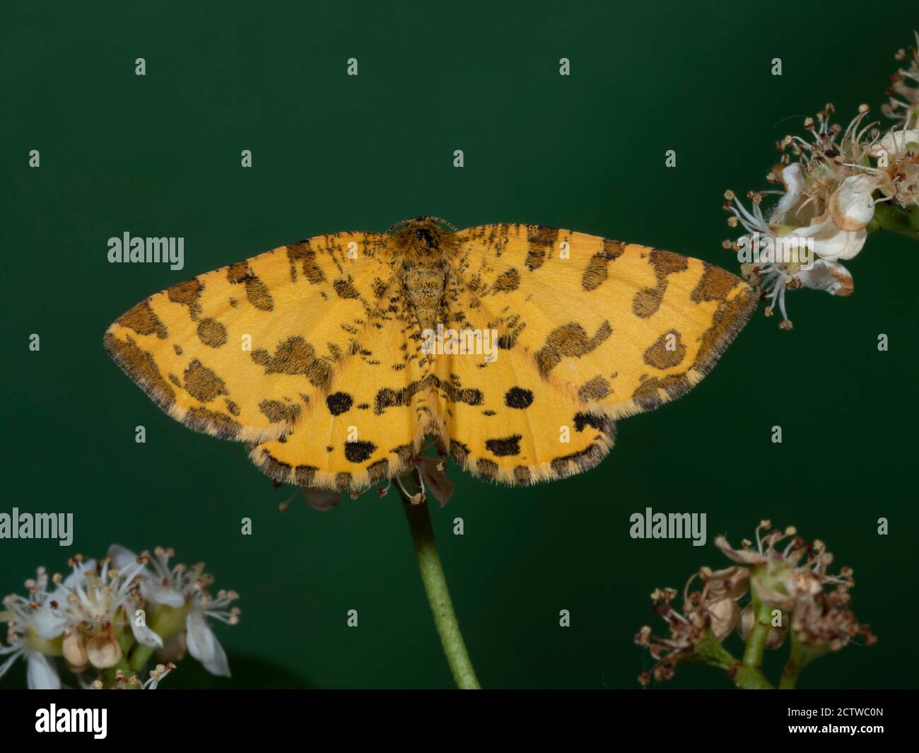 Speckled Yellow Moth, (Pseudopanthera macularia), Kent UK, day flying Stock Photo