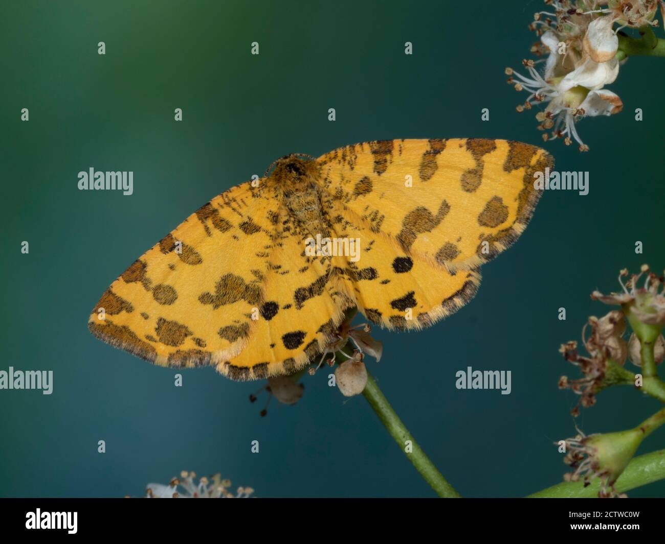 Speckled Yellow Moth, (Pseudopanthera macularia), Kent UK, day flying Stock Photo