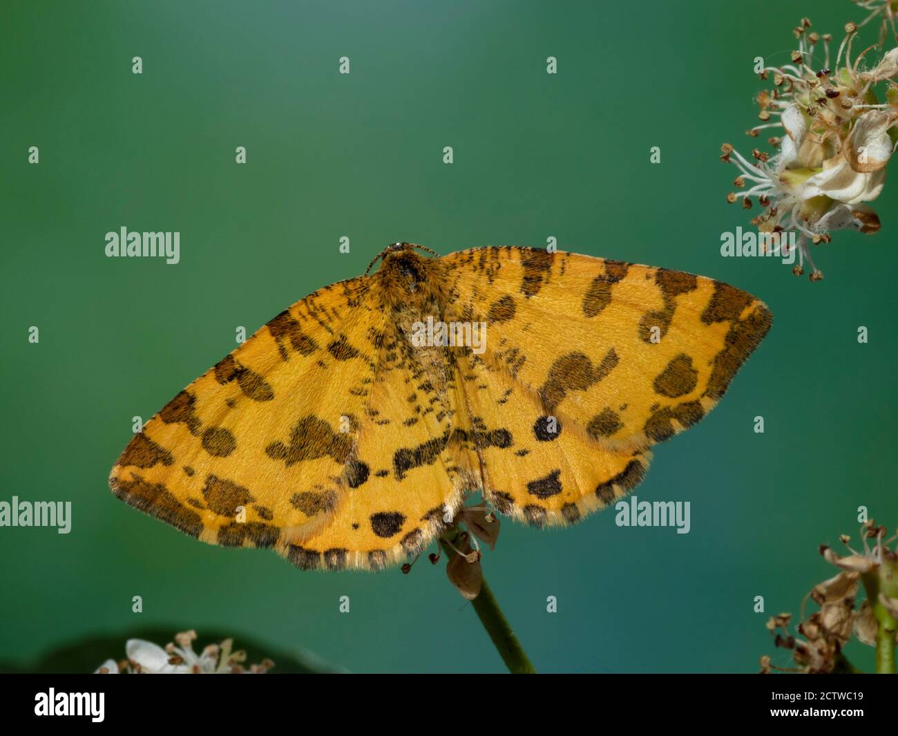 Speckled Yellow Moth, (Pseudopanthera macularia), Kent UK, day flying Stock Photo