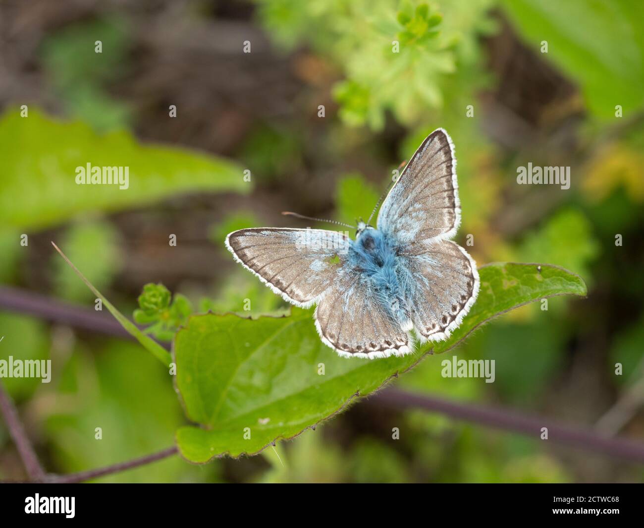 Chalk Hill Blue Butterfly, (Polyommatus coridon) Kent, UK Stock Photo