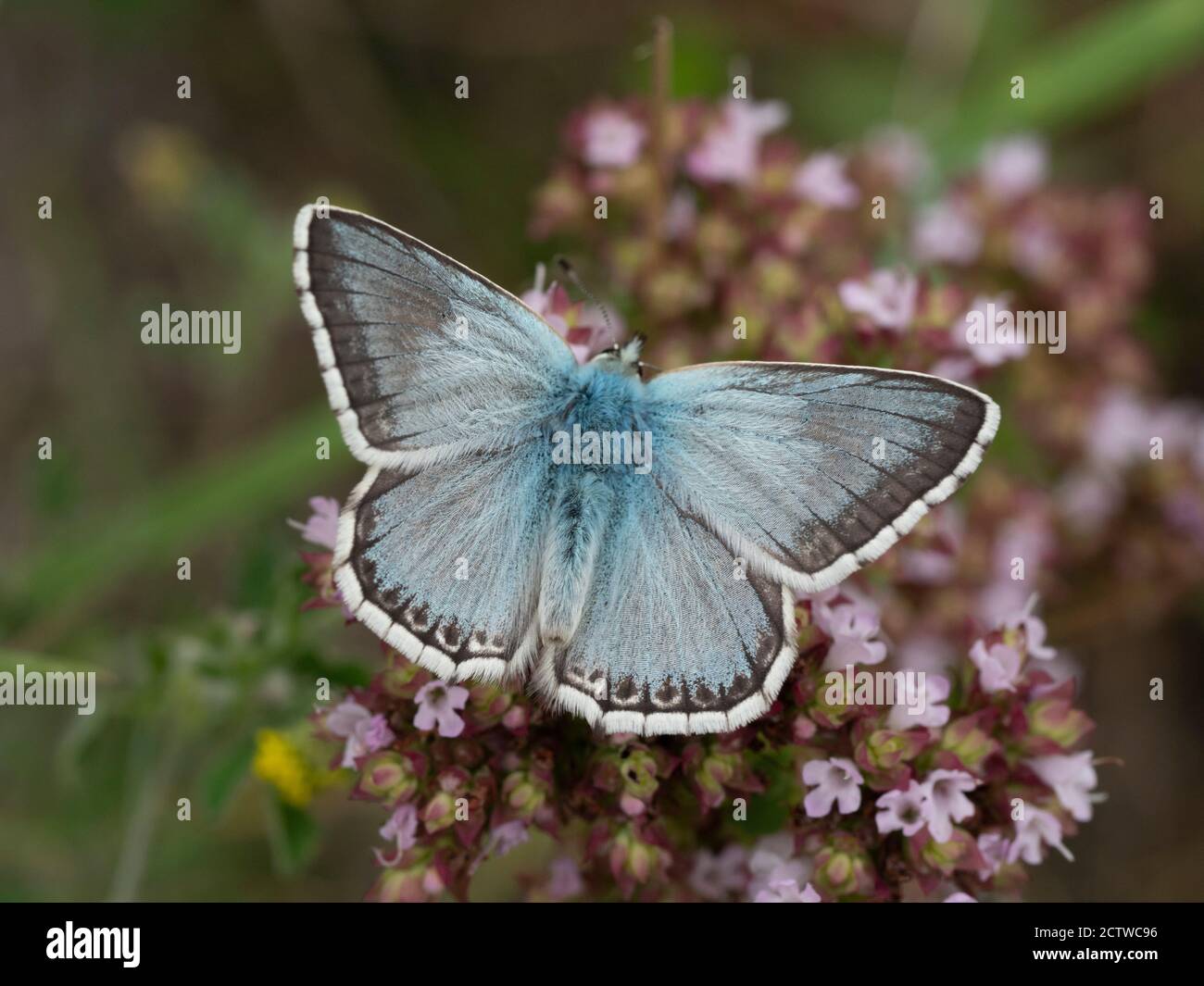 Chalk Hill Blue Butterfly, (Polyommatus coridon) Kent, UK Stock Photo