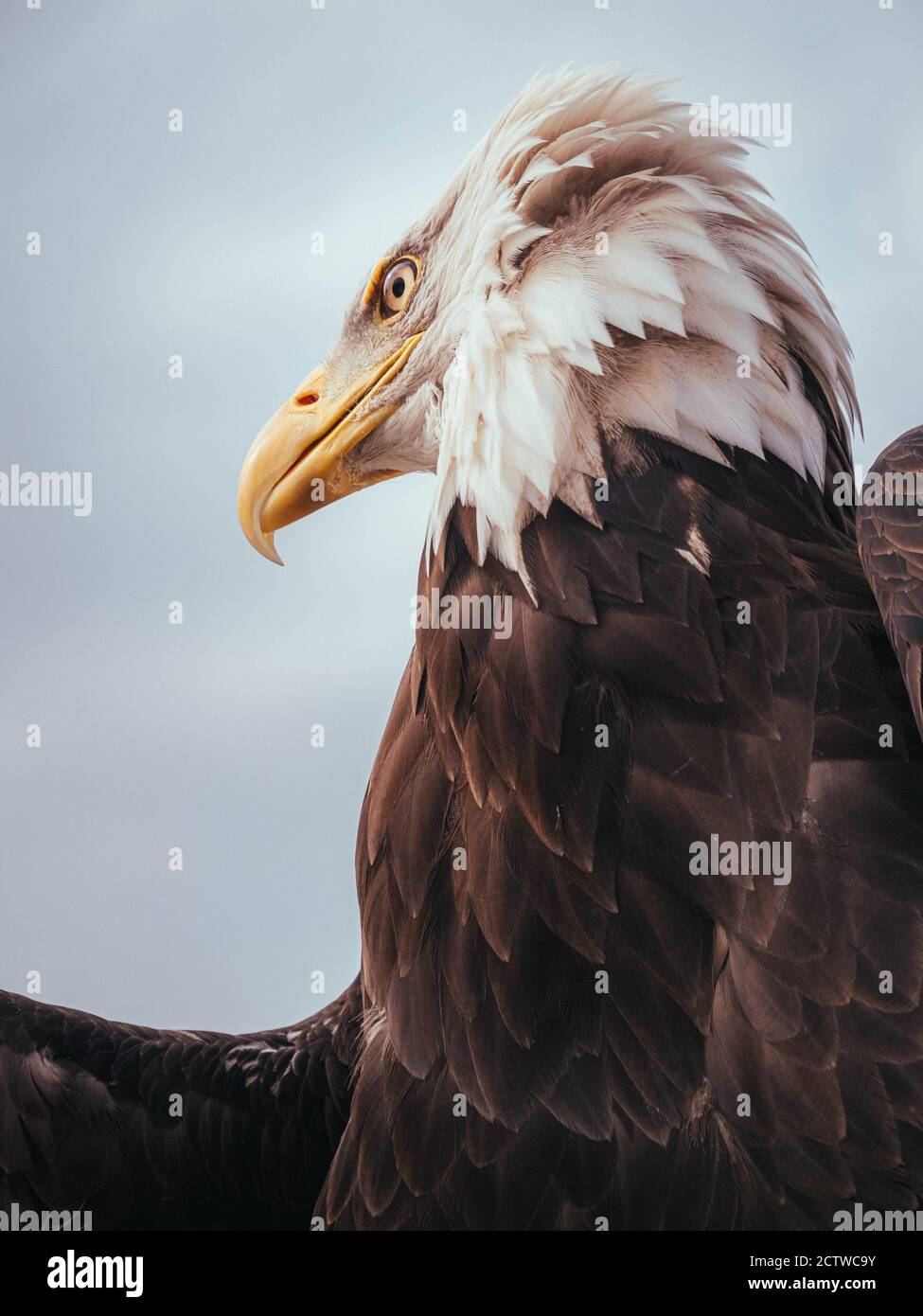 Black And White Bald Eagle High Resolution Stock Photography and Images ...