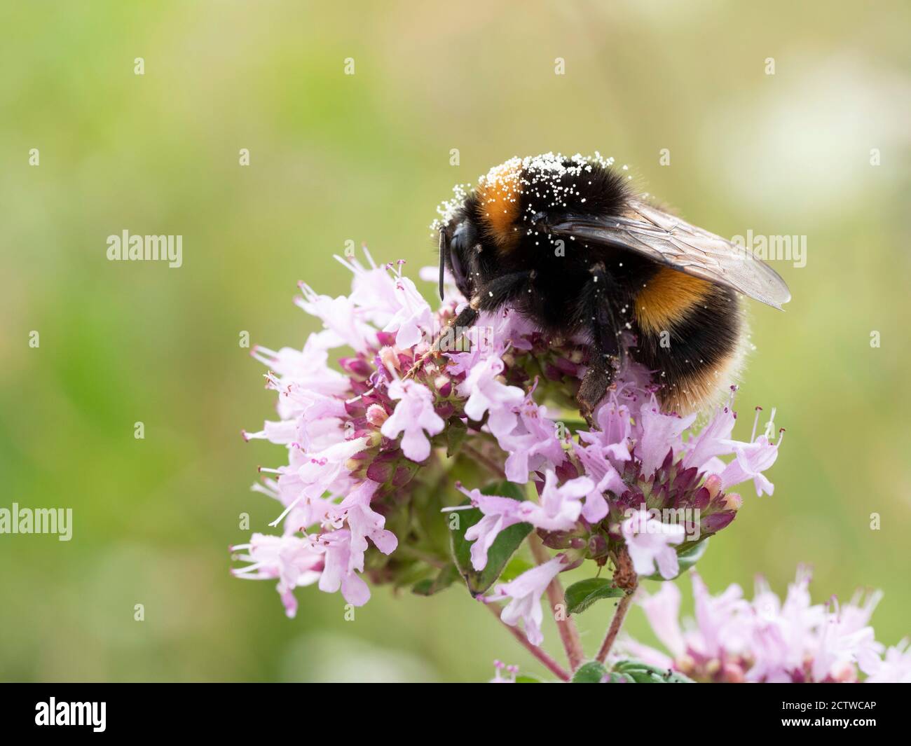Buff-tailed bumblebee (Bombus terrestris), on Wild thyme (Thymus serphyllum) flower, Kent UK, with pollen on its back Stock Photo