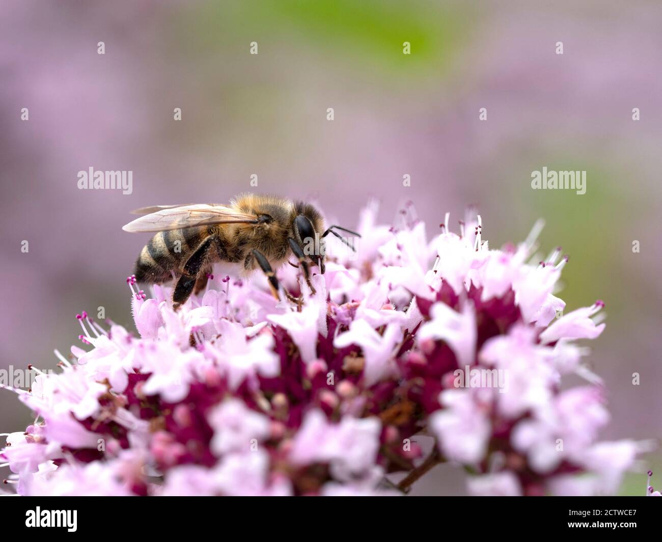 Honey Bee (Apis mellifera) nectaring on Wild Thyme (Thymus serphyllum) flower, Kent UK Stock Photo