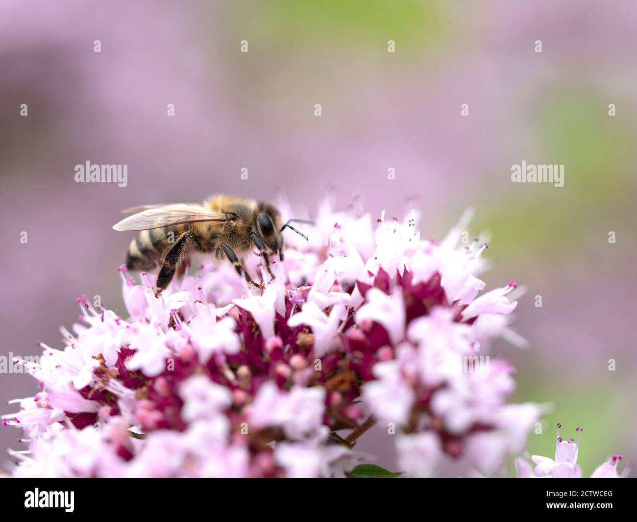Honey Bee (Apis mellifera) nectaring on Wild Thyme (Thymus serphyllum) flower, Kent UK Stock Photo