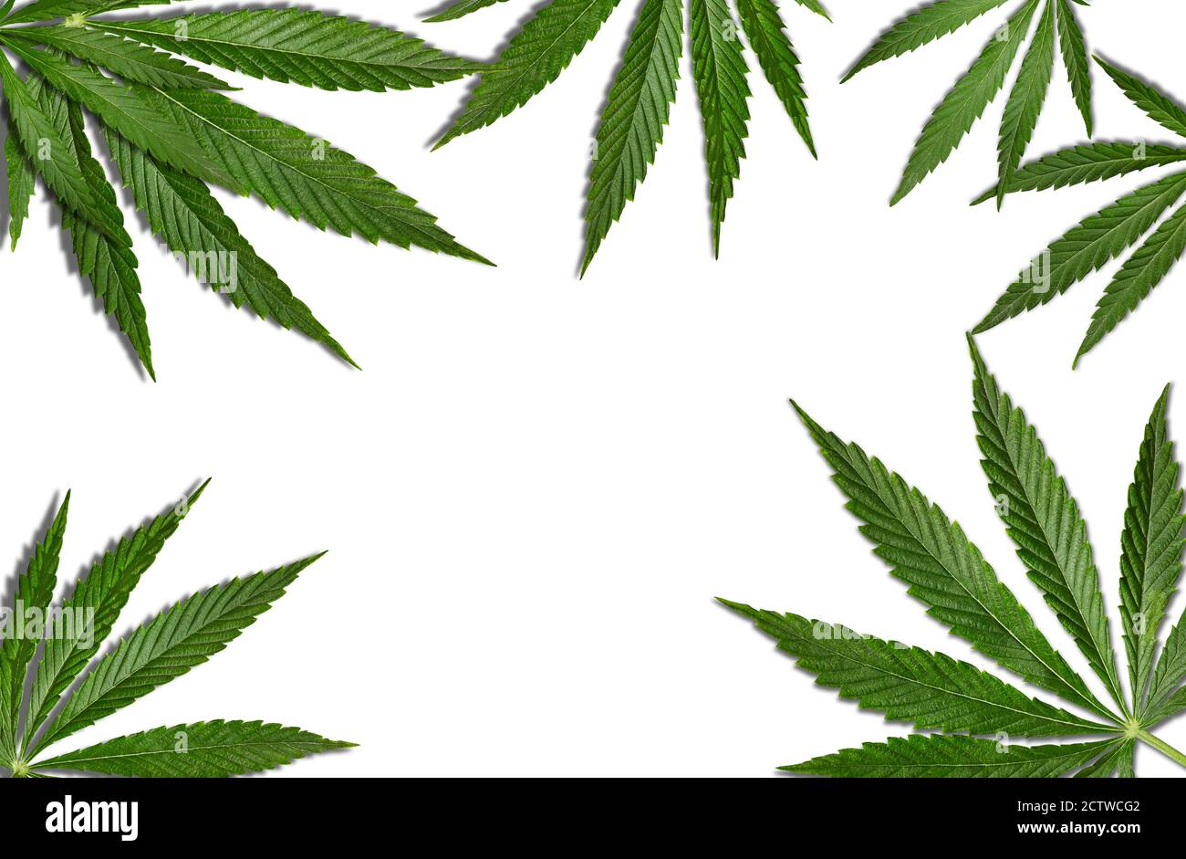 Marijuana or cannabis green leaves isolated on white background. Close ...