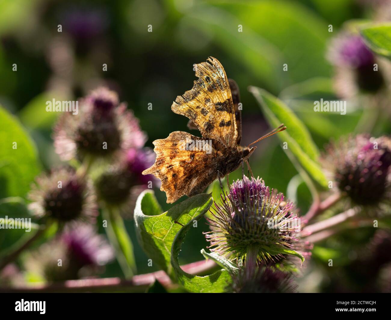 Comma Butterfly (Polygonia c-album) Kent, UK, nectaring on thistle flower Stock Photo