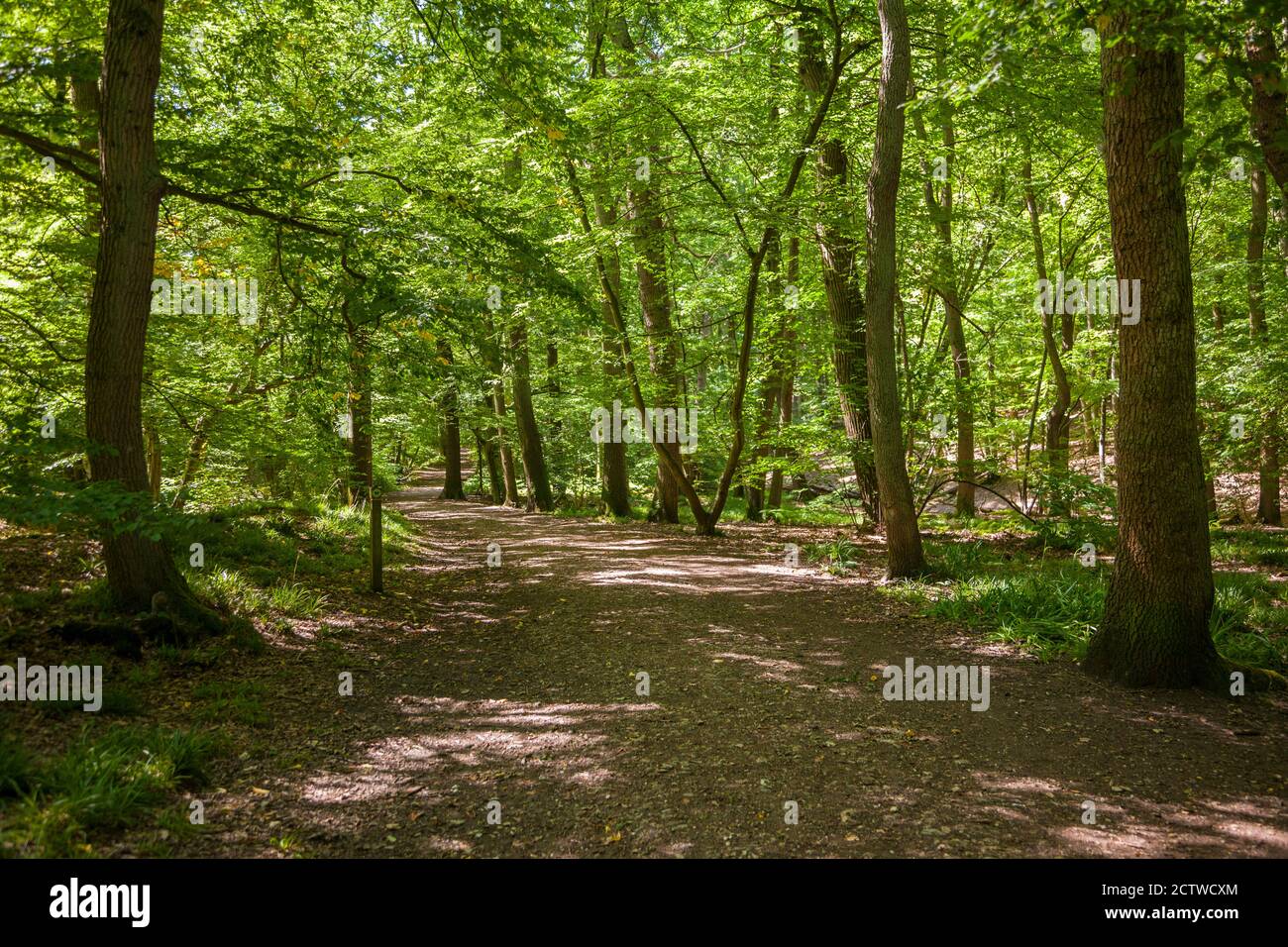 Wormley woods hi-res stock photography and images - Alamy