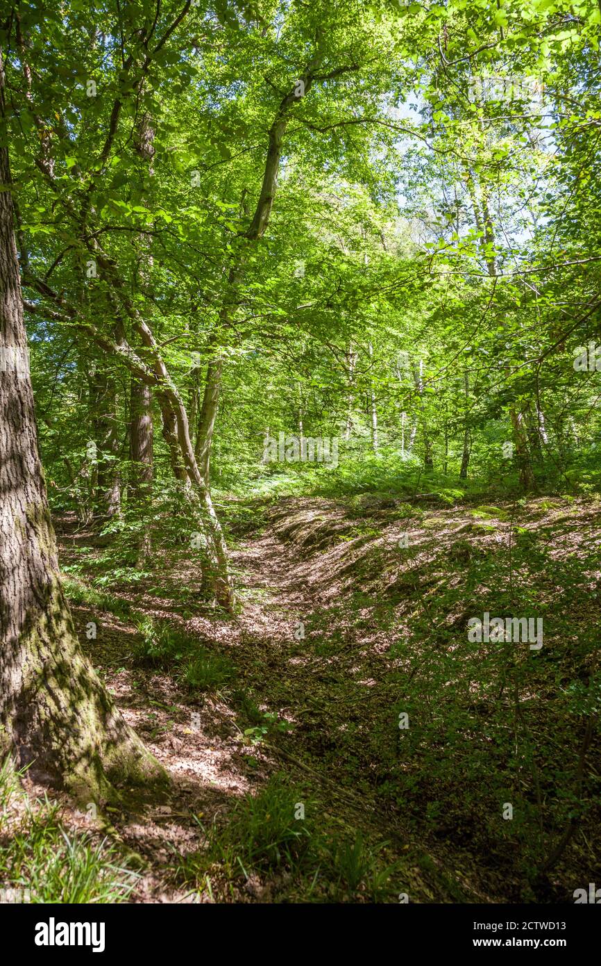 Remains of a Woodbank, Wormley Wood, East Herts Stock Photo - Alamy