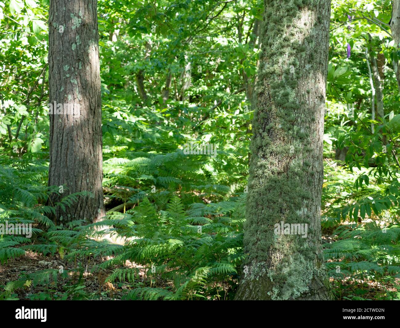 Sunlight trees ferns forest hi-res stock photography and images - Alamy