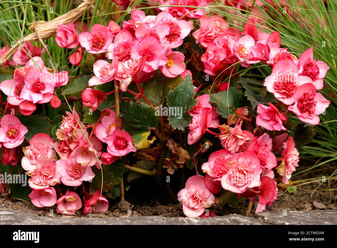 Pink begonia on a flower bed in a city garden. Stock Photo