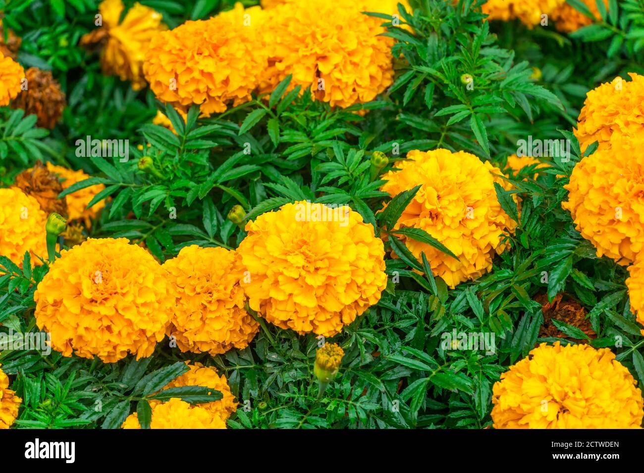 Beautiful Marigold flowers on a flower bed, floral bright background Stock Photo