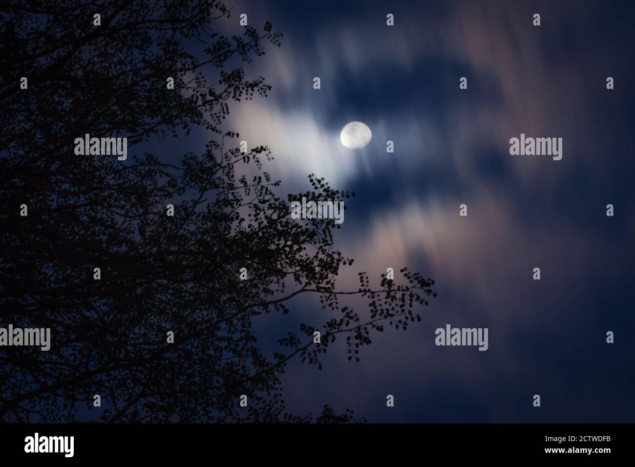Full moon rising behind a tree, Kruger National Park, South Africa
