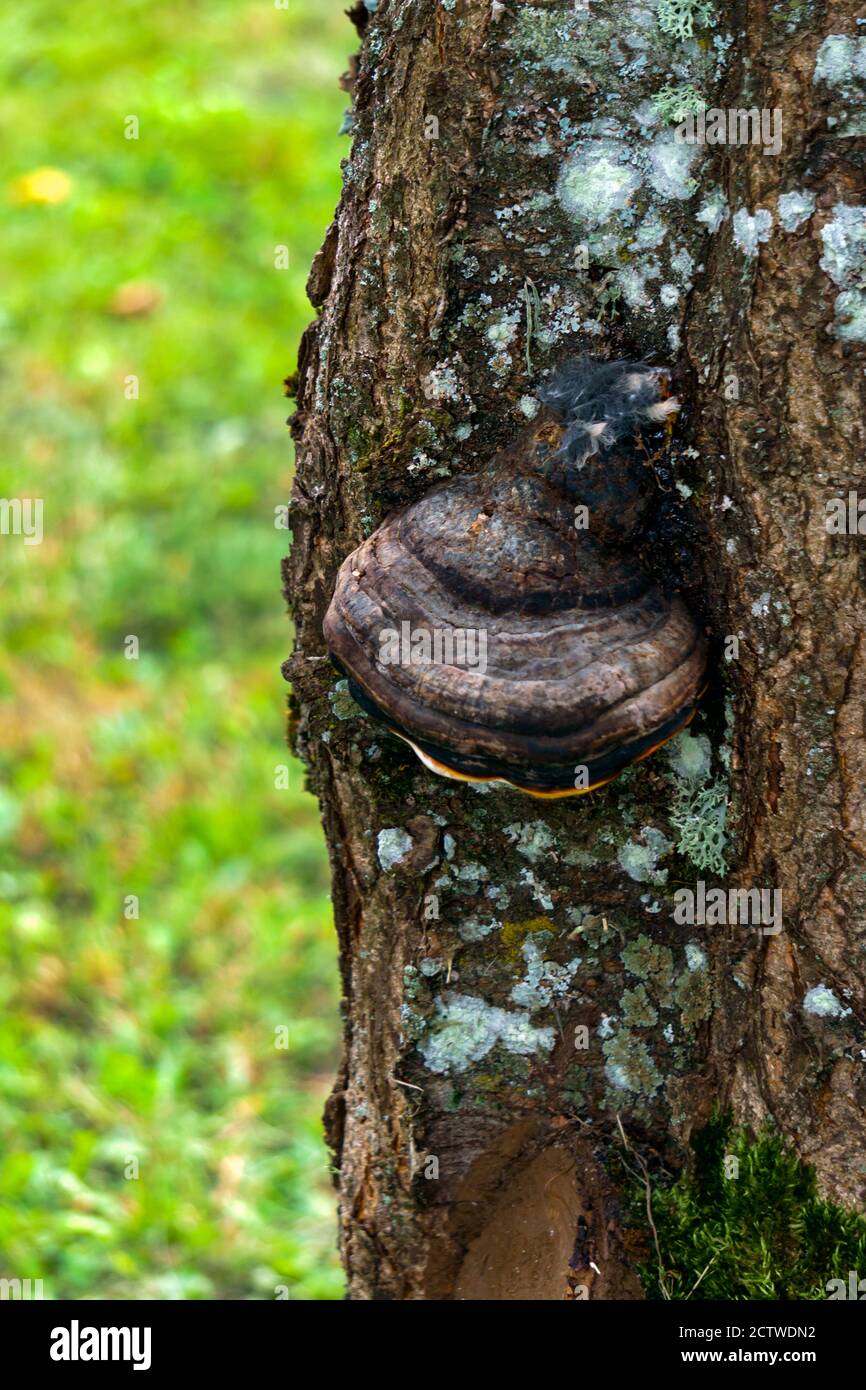 Tinder fungus on a tree close-up used for treatment. Stock Photo