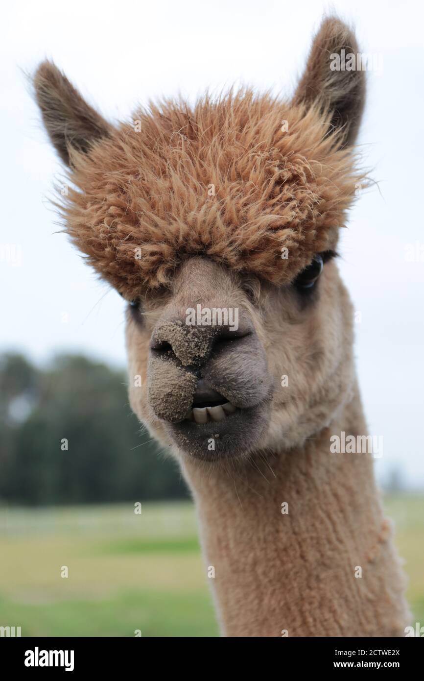 Funny alpaca hi-res stock photography and images - Alamy Funny alpaca hi-res stock photography and images - Alamy
