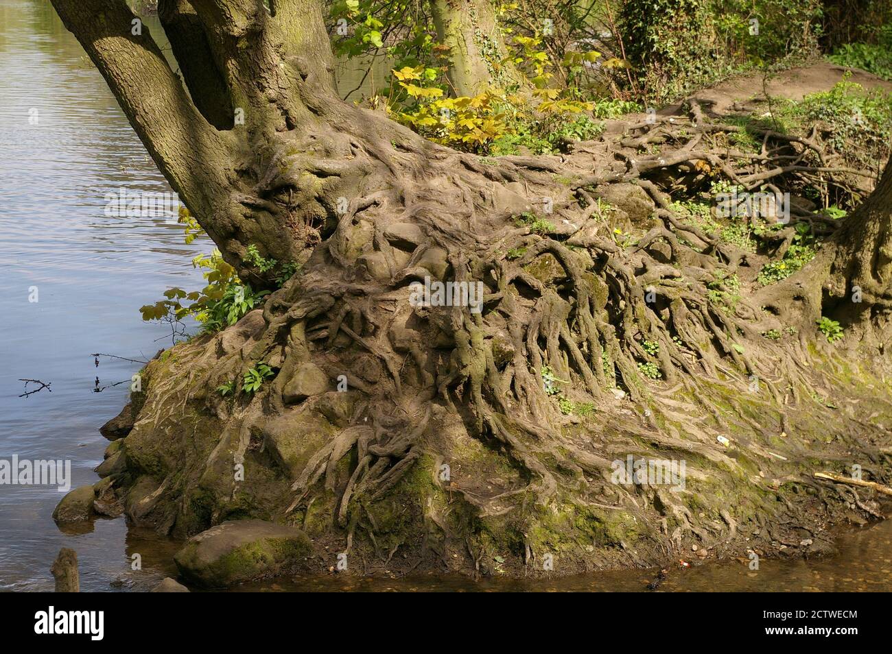 Exposed tree roots on riverbank with river in background Stock Photo