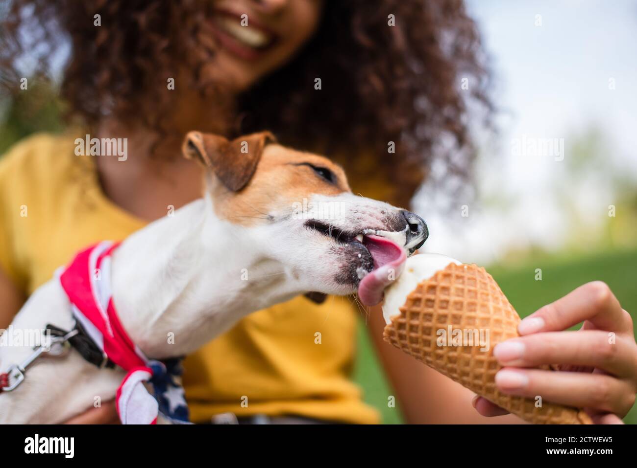 Jack russell eating ice cream hires stock photography and images Alamy