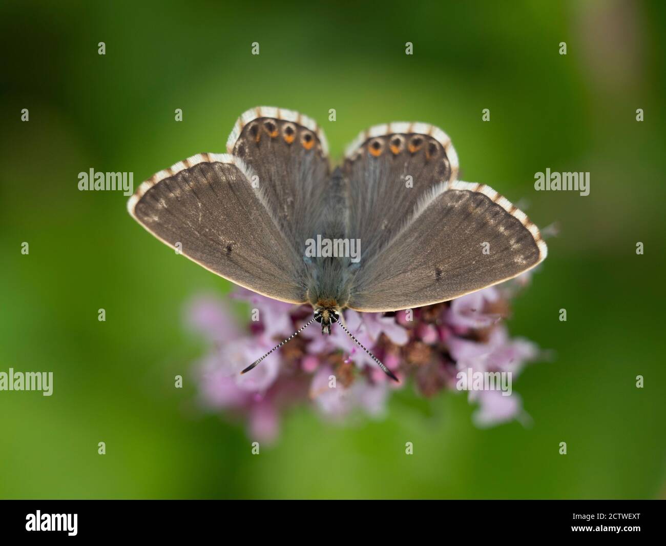 Brown Argus Butterfly, (Aricia agestis) on Wild Thyme (Thymus serphyllum) flower, Kent UK Stock Photo