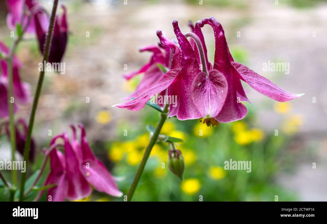 Pink mauve aquilegia flower with blurred background Stock Photo