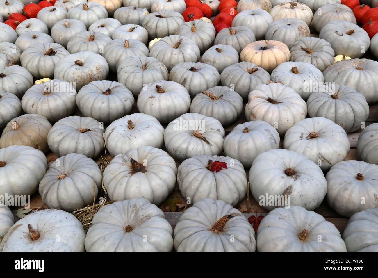 Healthy pumpkins on a farmer agricultural market Stock Photo - Alamy
