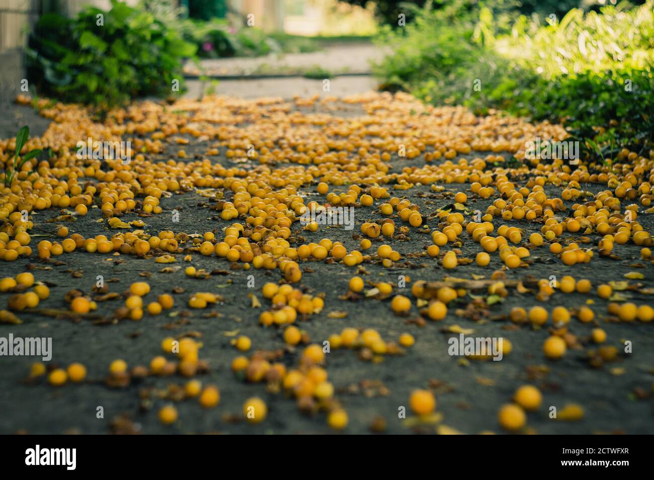 Many golden ripe cherry plums lie on the ground among the grasslands Stock Photo