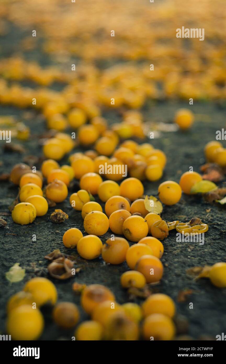 Many golden ripe cherry plums lie on the ground. Vertical photo  Stock Photo