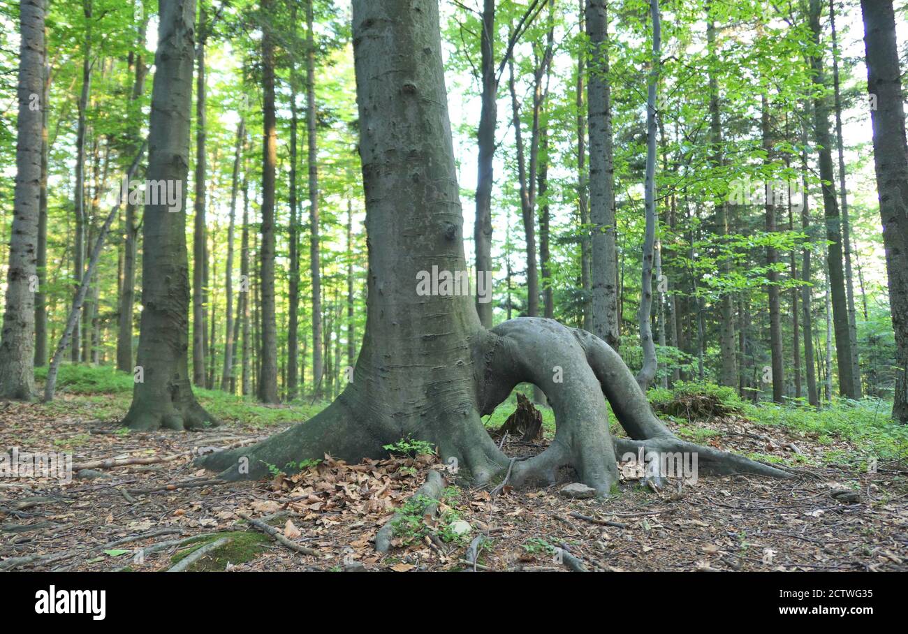 Old beech trees hi-res stock photography and images - Alamy
