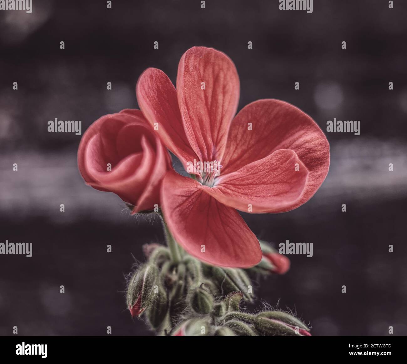 Flowering Geranium Stock Photo