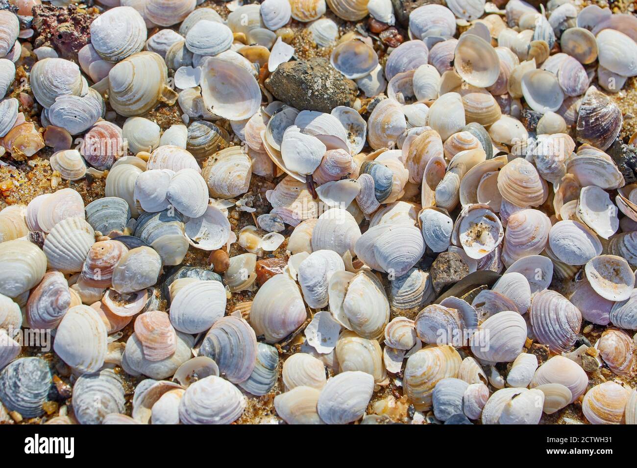 Top shells hi-res stock photography and images - Alamy
