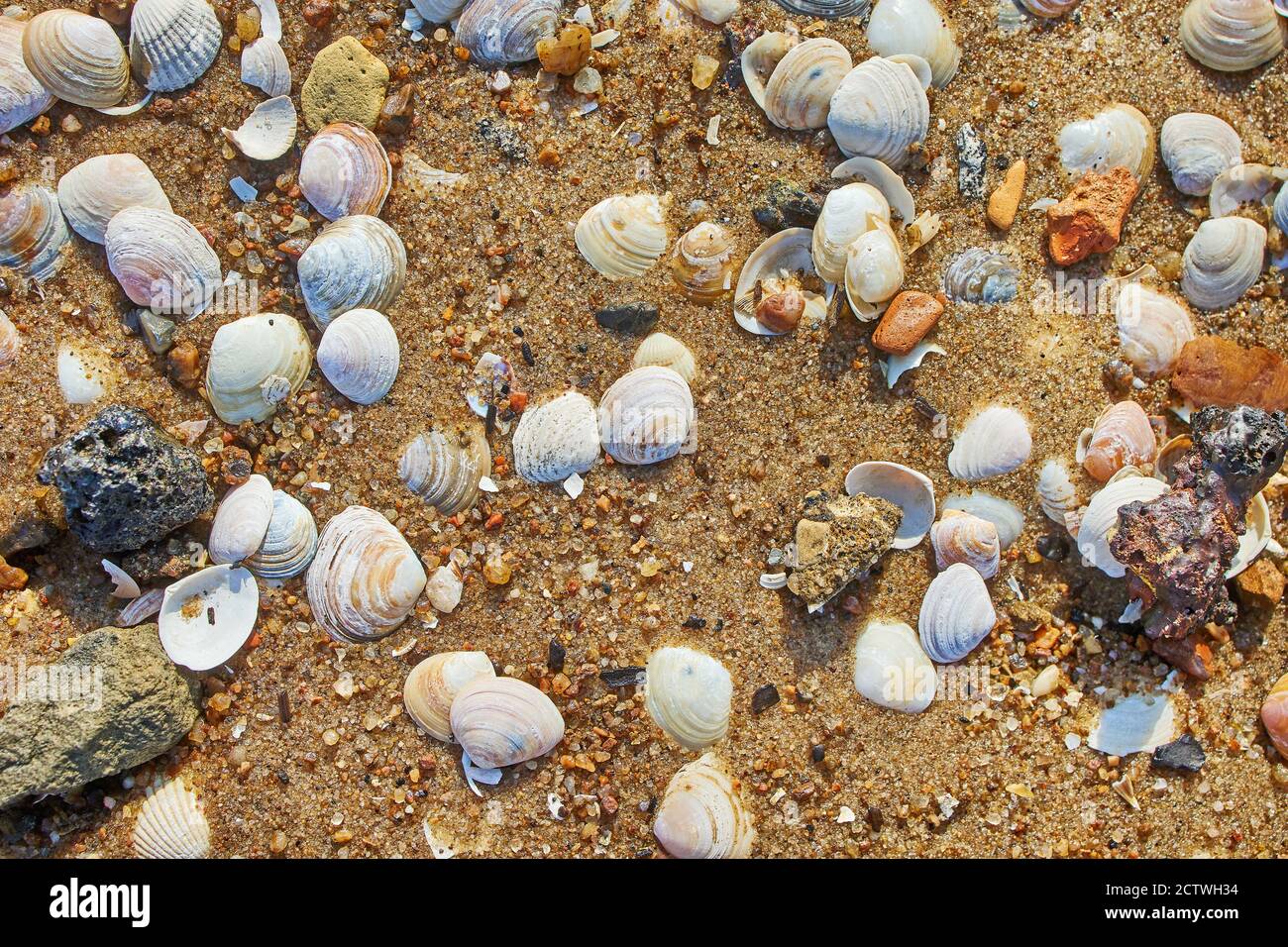 shells on the beach sand, top view Stock Photo - Alamy