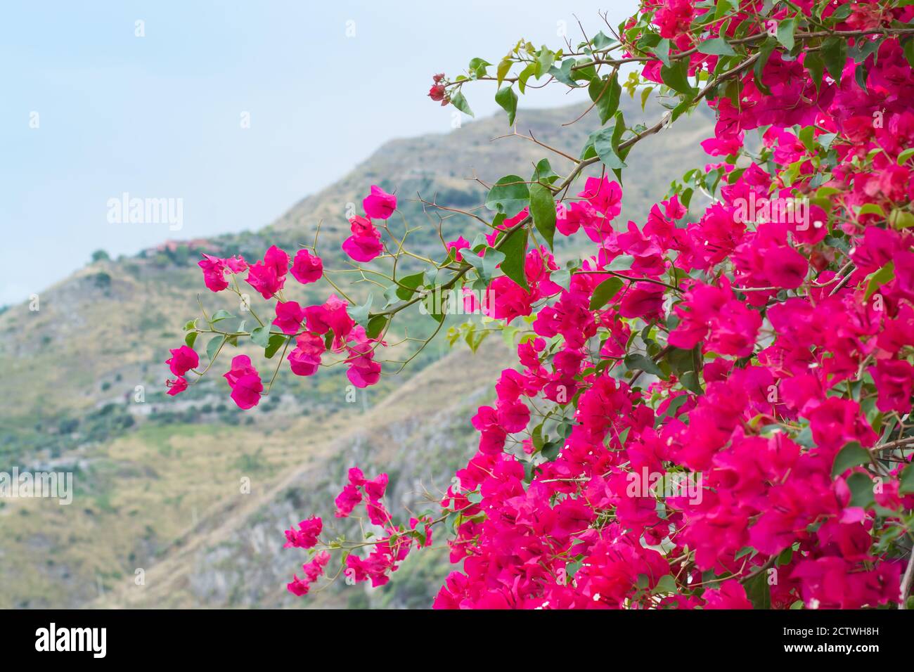 Bougainvelia branch with pink flowers in horizontal format Stock Photo