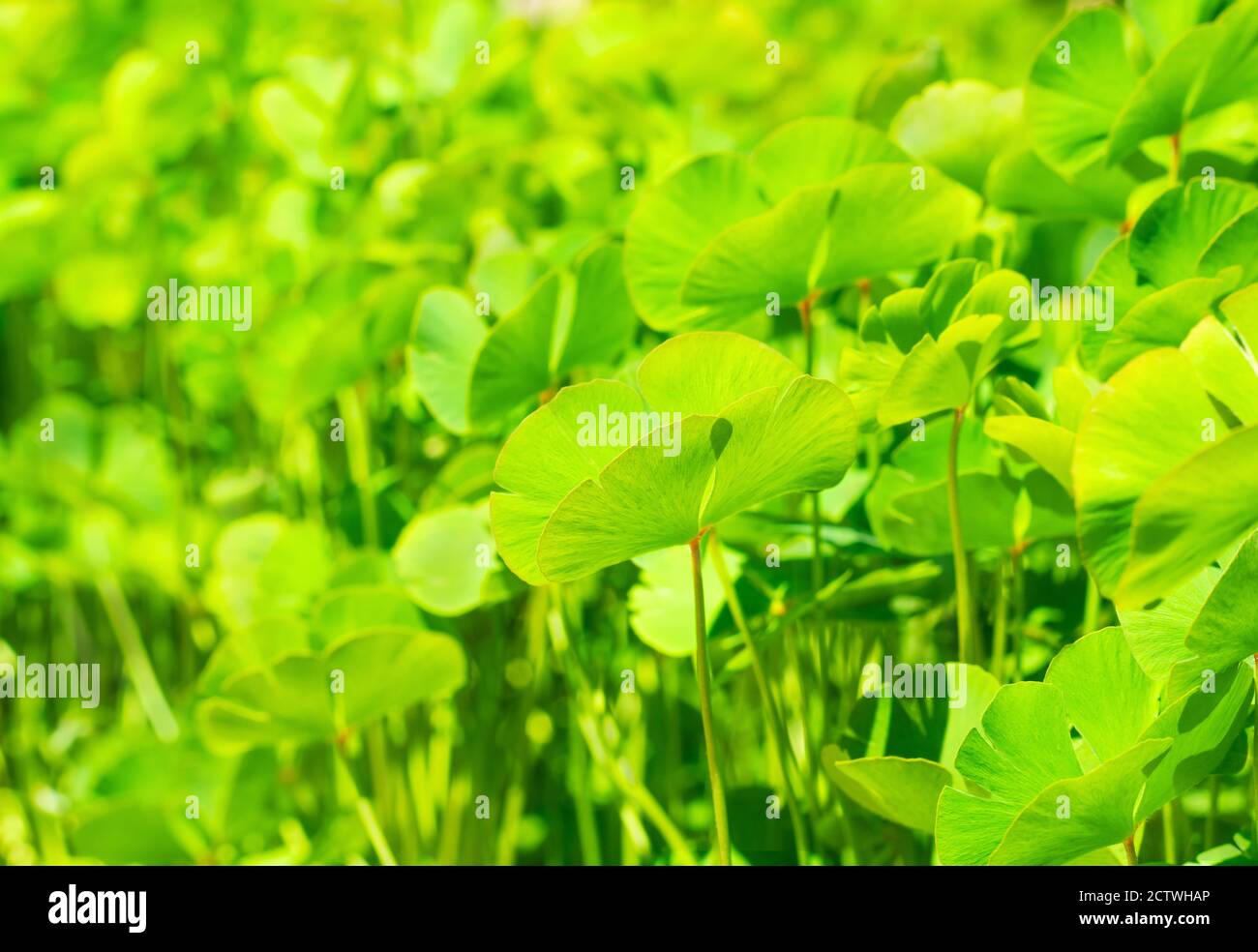 Marsilea  leaf on blurred green background in horizontal format Stock Photo