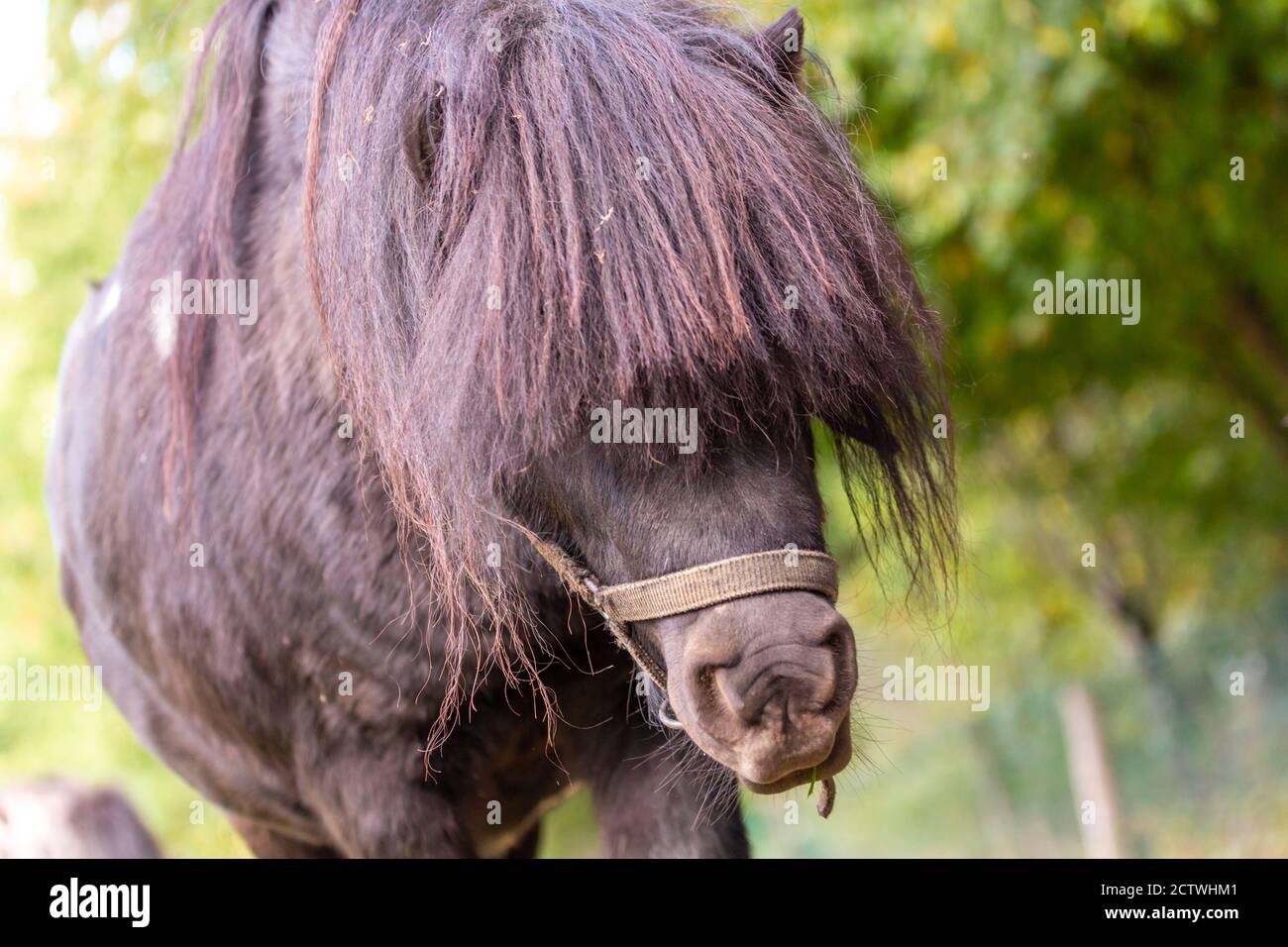 Portrait of a Shetland pony at a farm Stock Photo Alamy