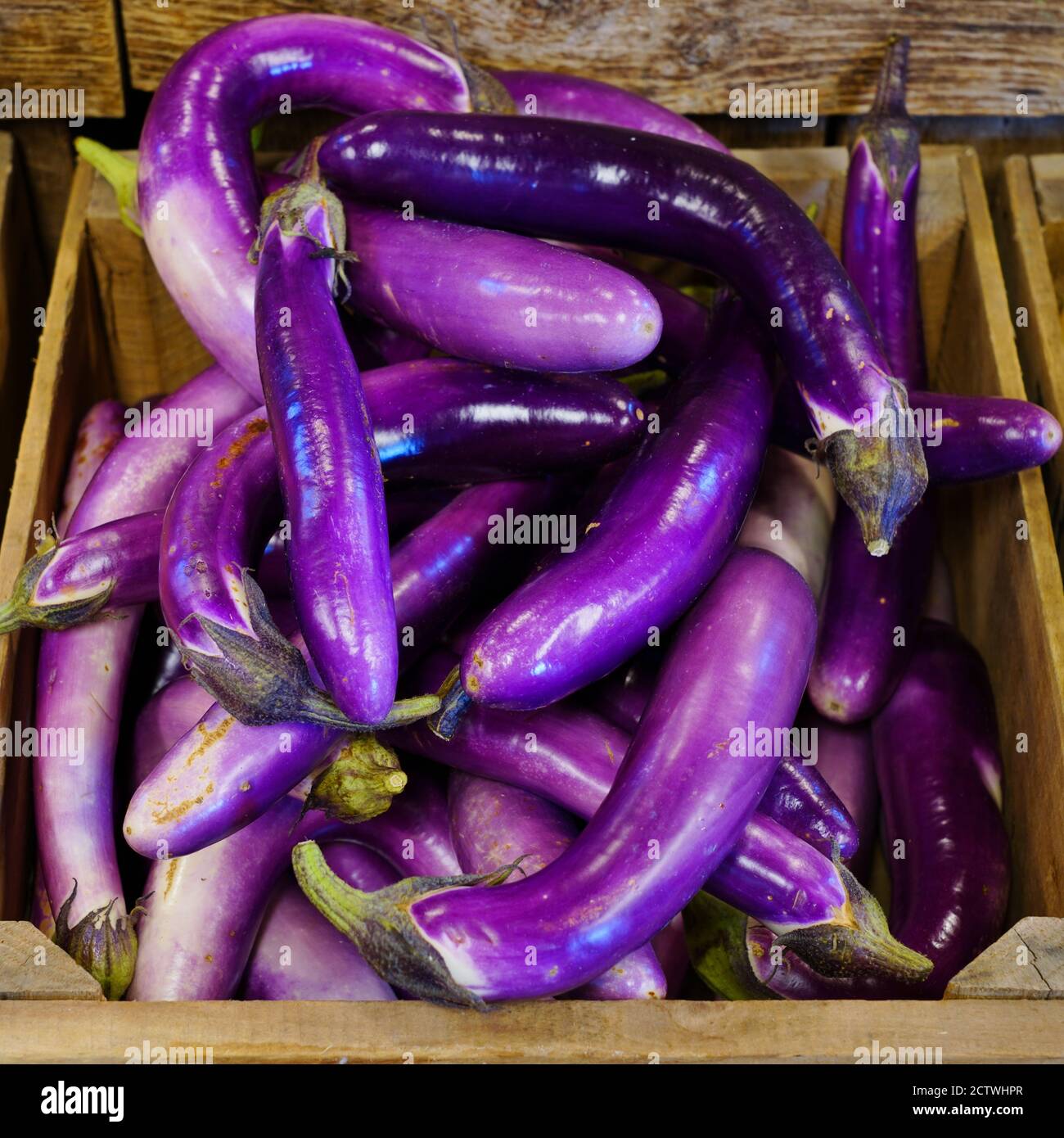 Long purple Ichiban Japanese eggplant Stock Photo Alamy