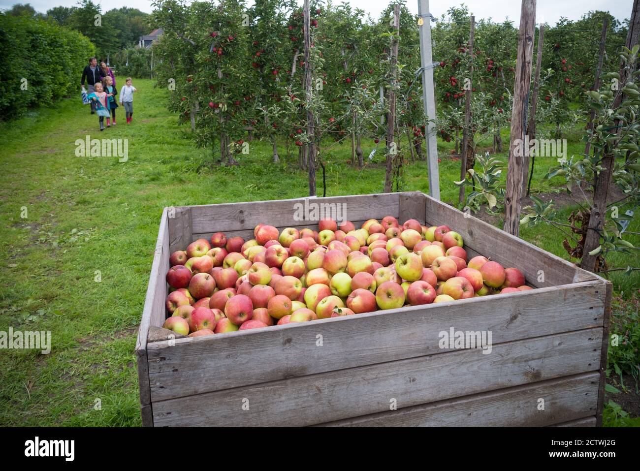 BUNNIK, NETHERLANDS - SEPTEMBER 12, 2020: ripe elstar apples in large crates during national fruit pick day Stock Photo
