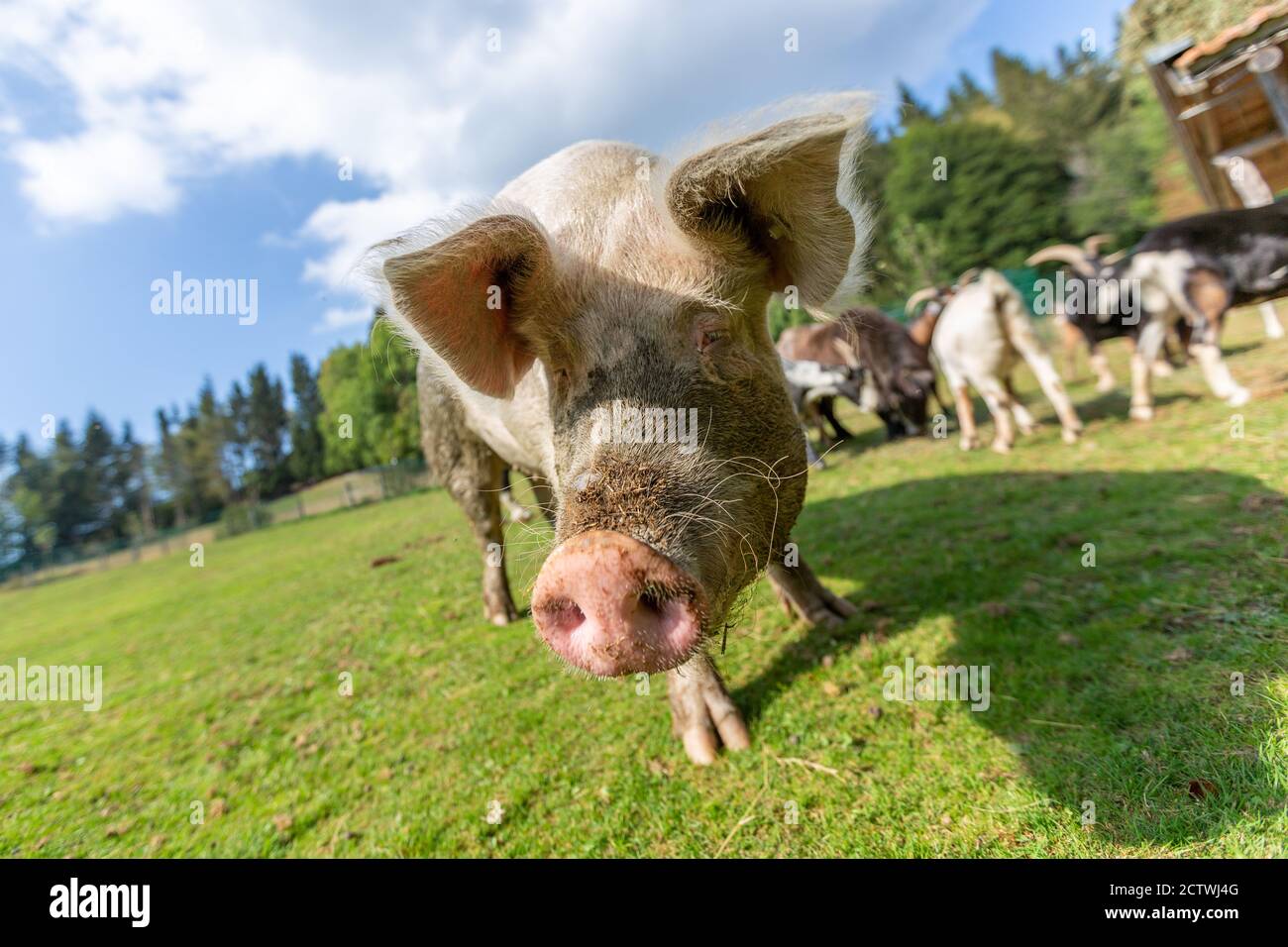 Portrait of a pig at a farm Stock Photo
