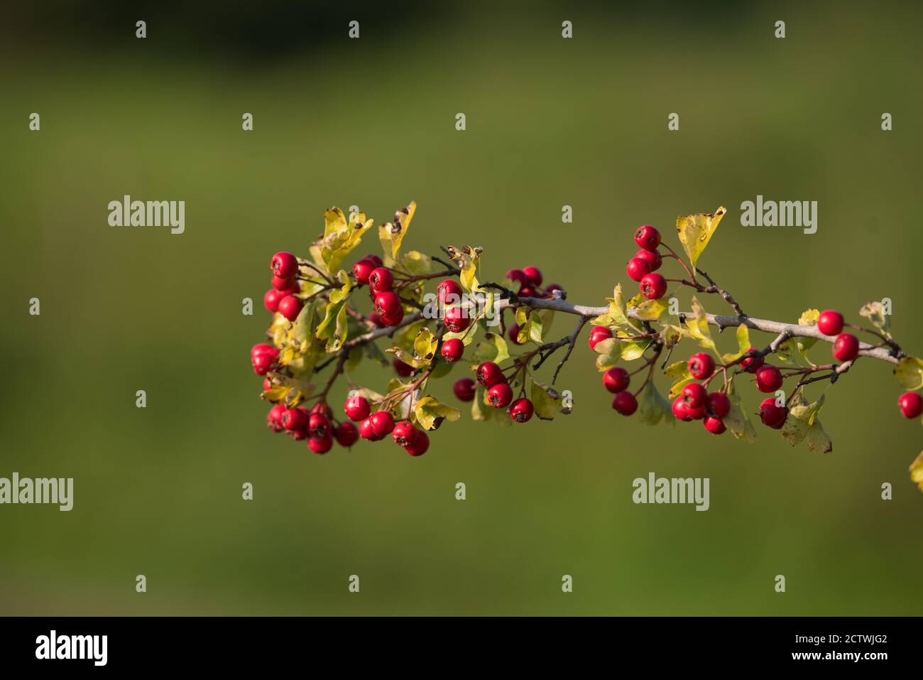 closeup of ripe red hawthorn berries against a blurry background Stock ...
