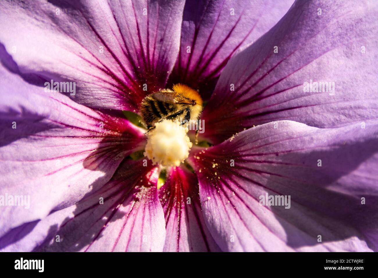 Titel A bee collects nectar from a purple flower. Macro photo. Summer love insects feed on nectar. pictures all the fine details of the insect. flyin Stock Photo