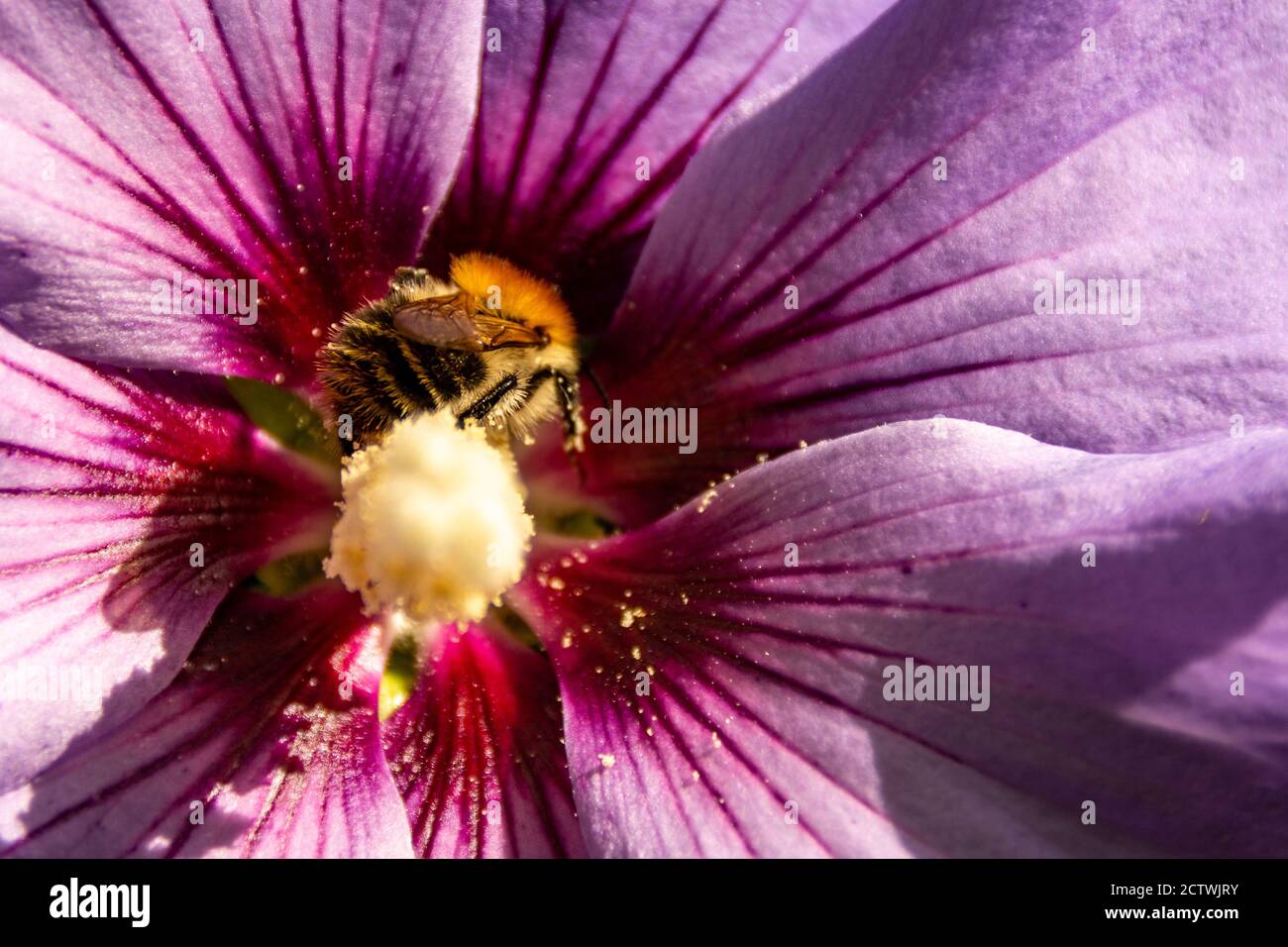 Titel A bee collects nectar from a purple flower. Macro photo. Summer love insects feed on nectar. pictures all the fine details of the insect. flyin Stock Photo