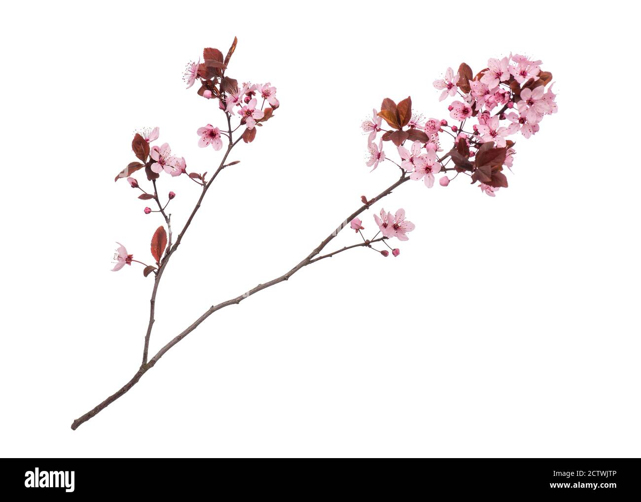 Spring tree branch with flowers on white Stock Photo