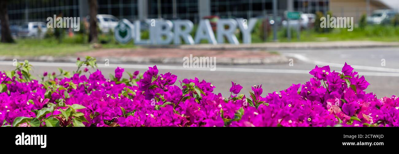 Sabah Regional Library at Tanjung Aru Plaza blurred out behind pink flowers Stock Photo