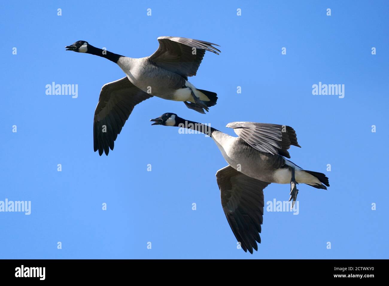 Legs feet canada geese hires stock photography and images Alamy