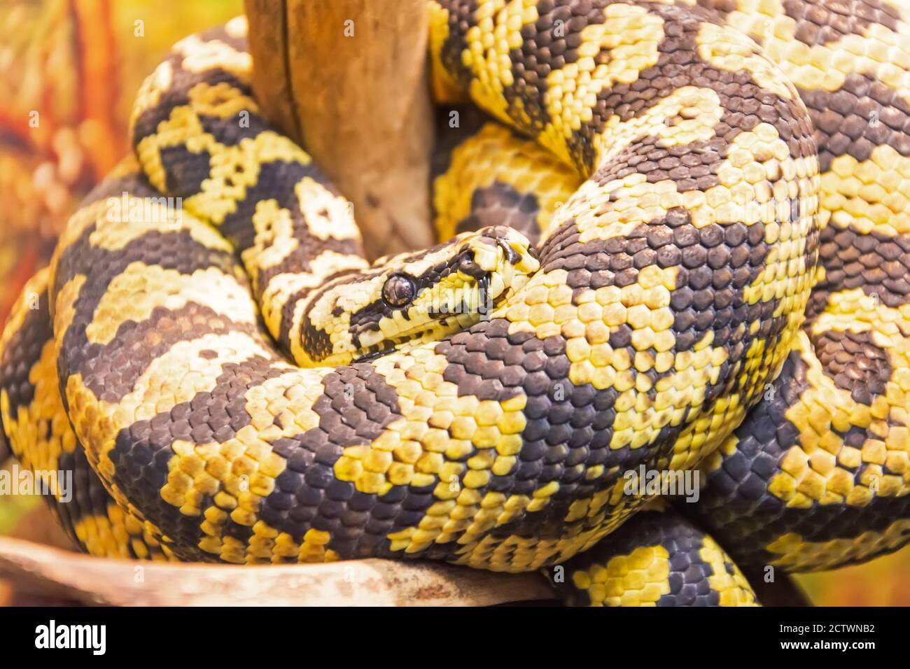 Carpet python with yellow-black colors on the sand of the desert zones Stock Photo