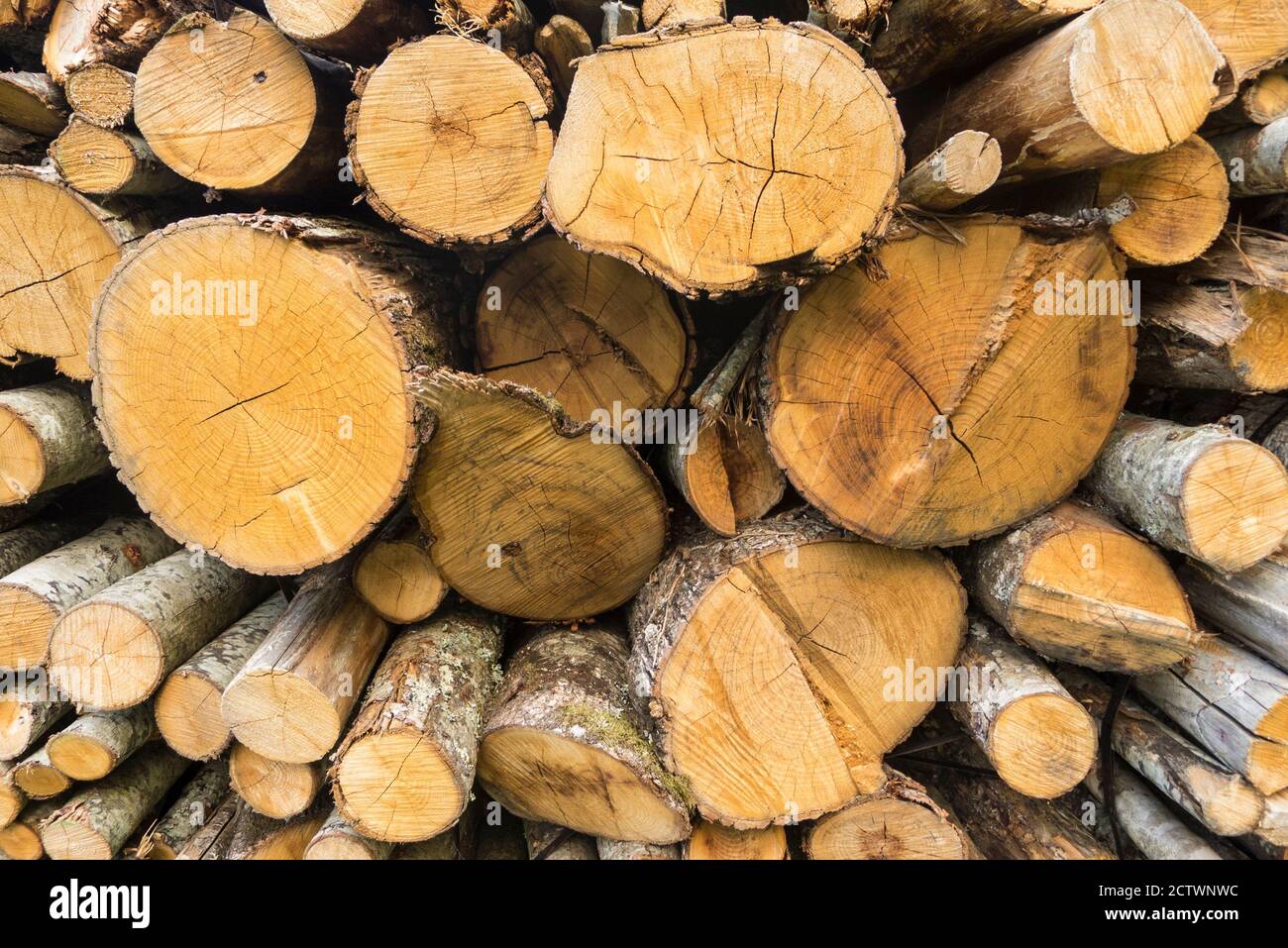 Trunks Slice Tree trunks cut and stacked for house fireplace and cooking Stock Photo ...
