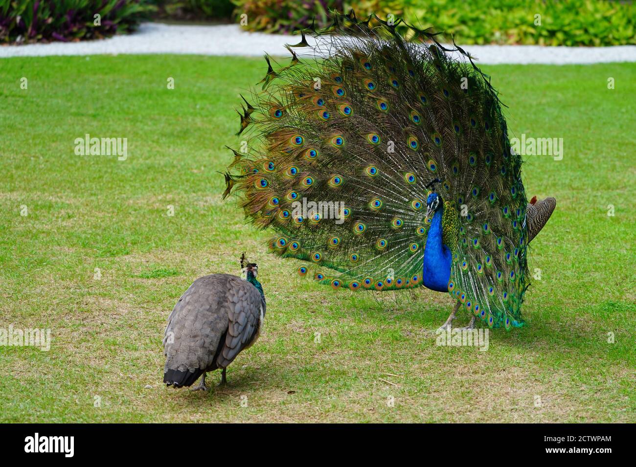 Colorful green and blue male peacock bird with its plume feathers tail ...